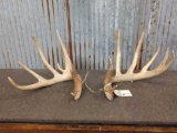Big Main Frame 6x5 Whitetail Shed Antlers
