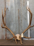 6x8 Elk Antlers