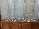 16 Whitetail Shed Antlers