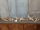 Group Of 8 Medium To Large Whitetail Shed Antlers