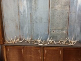 Group Of 17 Whitetail Shed Antlers