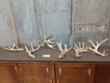 Group Of 6 Big Gnarly Whitetail Shed Antlers