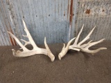 Cool Nontypical Whitetail Shed Antlers