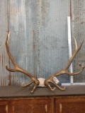 5x5 Elk Antlers