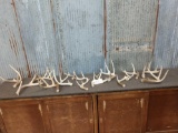 Group Of 16 Whitetail Shed Antlers