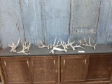 Group Of 9 Whitetail Shed Antlers