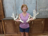 Crazy Nontypical Whitetail Shed Antlers