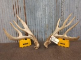 Big Main Frame 4x4 Whitetail Shed Antlers