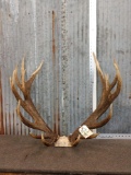Red Stag Antlers On Skull Plate