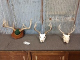 3 Sets Of Whitetail Antlers