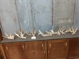 Group Of 7 Big Gnarly Whitetail Shed Antlers