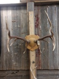 Nice 6x6 Elk Antlers On Plaque