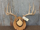 5x5 Whitetail Antlers On Plaque