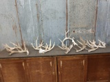 Group Of 9 Whitetail Shed Antlers