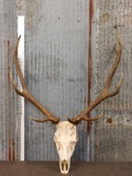 5x5 Elk Antlers On Skull