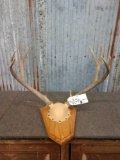 5x5 Mule Deer Antlers On Plaque