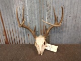 4x4 Whitetail Antlers On Skull