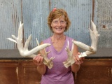 Big Main Frame 5x5 Whitetail Shed Antlers