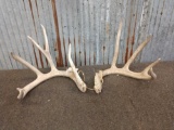 4x4 Whitetail Shed Antlers