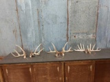 3 Matched Sets Of Whitetail Shed Antlers