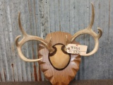 4x4 Whitetail Antlers On Plaque