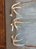 3 Nice Whitetail Shed Antlers