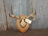 4x4 Whitetail Antlers On Plaque