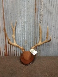 4x5 Mule Deer Antlers On Plaque