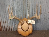 4x5 Whitetail Antlers On Plaque