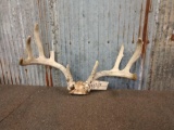 4x4 Whitetail Antlers On Skull Plate