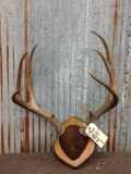 4x4 Mule Deer Antlers On Plaque