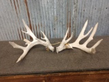 Main Frame 5 x5 Whitetail Shed Antlers