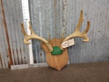 4x4 Whitetail Antlers On Plaque