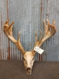 200 Class Whitetail Antlers On Skull