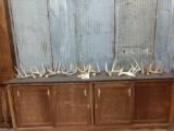 Group Of 10 Whitetail Shed Antlers