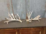 Big Clustered Whitetail Shed Antlers