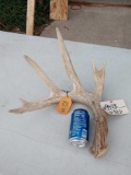 Big 6 Point Whitetail Shed Antler Over 82