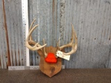 5x5 Whitetail Antlers On Plaque