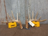 Typical 6x6 Whitetail Shed Antlers