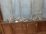 Group Of 14 Whitetail Shed Antlers