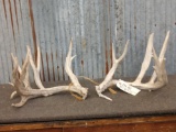 Big Main Frame 6x5 Whitetail Shed Antlers