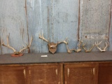 Whitetail & Mule Deer Antlers