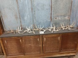 Group Of 17 Whitetail Shed Antlers