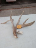 Main Frame 5 Point Whitetail Shed Antler