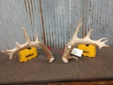 Heavy Mass Whitetail Shed Antlers