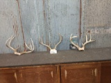 3 Nice Whitetail Antlers On Skull Plate