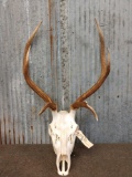 3x3 Elk Antlers On Skull