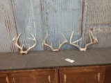 3 Sets Of Whitetail Antlers On Skull Plate