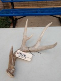 Nice 4 Point Whitetail Shed Antler