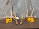 Big 4x5 Whitetail Shed Antlers